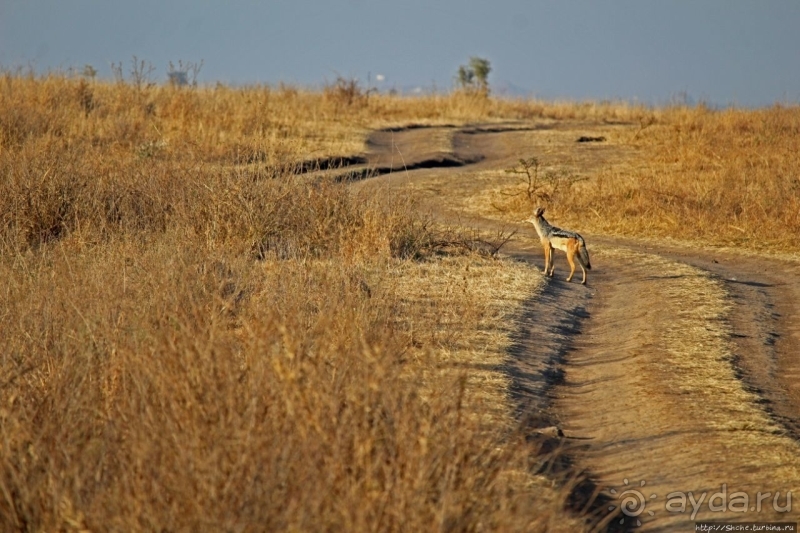 Жирафы на фоне небоскребов и уши львицы