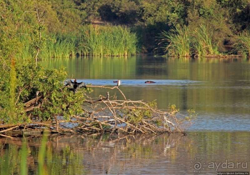 Жирафы на фоне небоскребов и уши львицы
