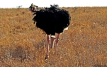 Жирафы на фоне небоскребов и уши львицы