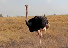 Жирафы на фоне небоскребов и уши львицы