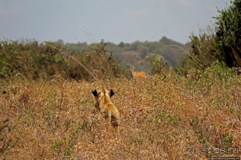 Жирафы на фоне небоскребов и уши львицы