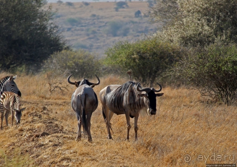 Жирафы на фоне небоскребов и уши львицы