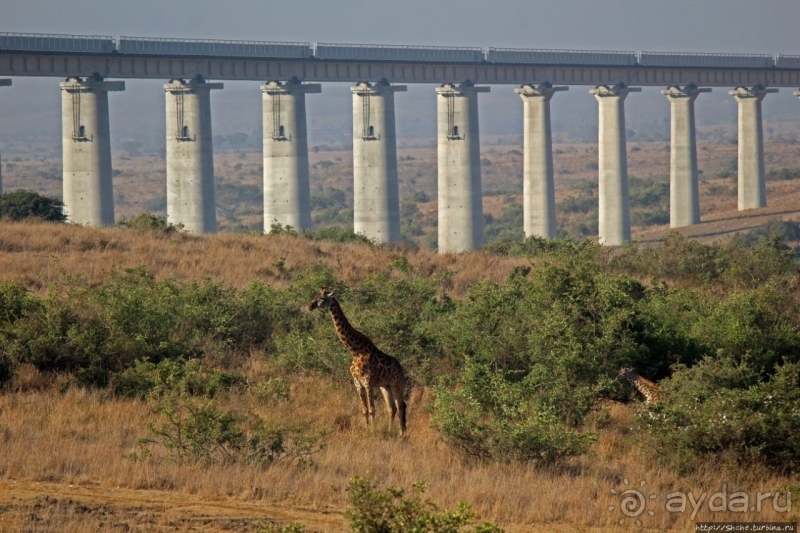 Жирафы на фоне небоскребов и уши львицы