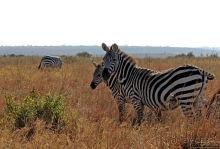 Жирафы на фоне небоскребов и уши львицы