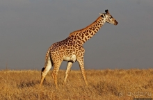 Жирафы на фоне небоскребов и уши львицы