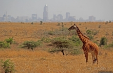 Жирафы на фоне небоскребов и уши львицы