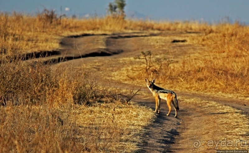 Жирафы на фоне небоскребов и уши львицы