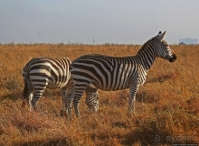 Жирафы на фоне небоскребов и уши львицы
