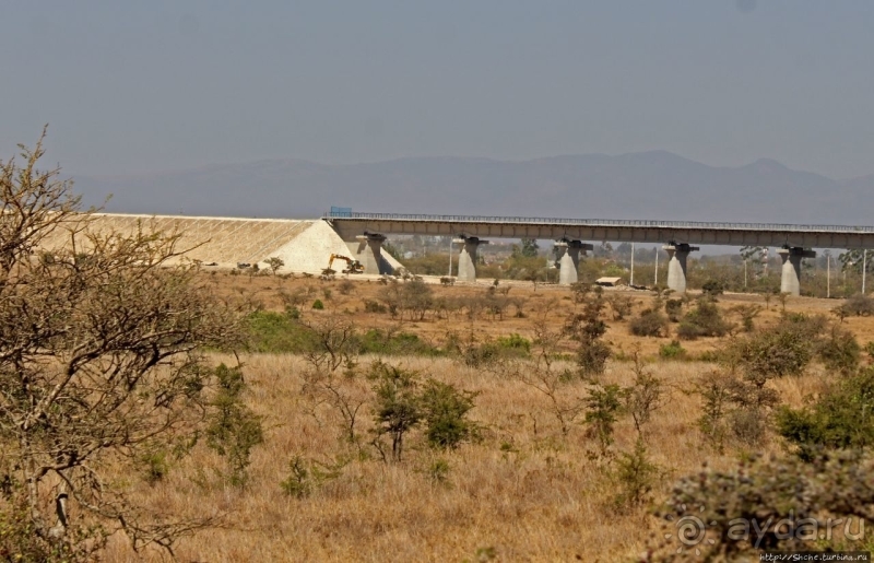 Жирафы на фоне небоскребов и уши львицы