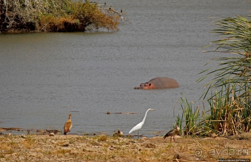 Жирафы на фоне небоскребов и уши львицы