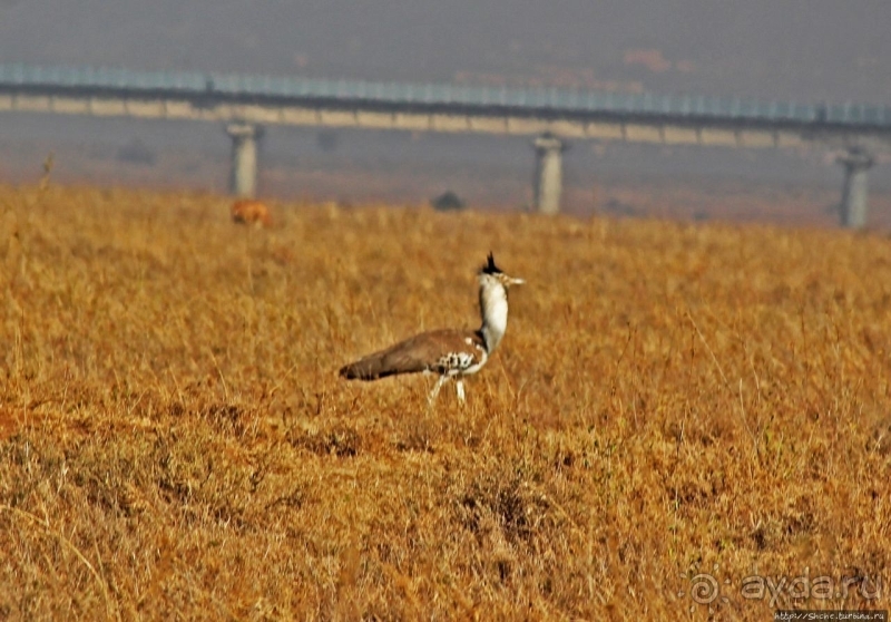 Жирафы на фоне небоскребов и уши львицы