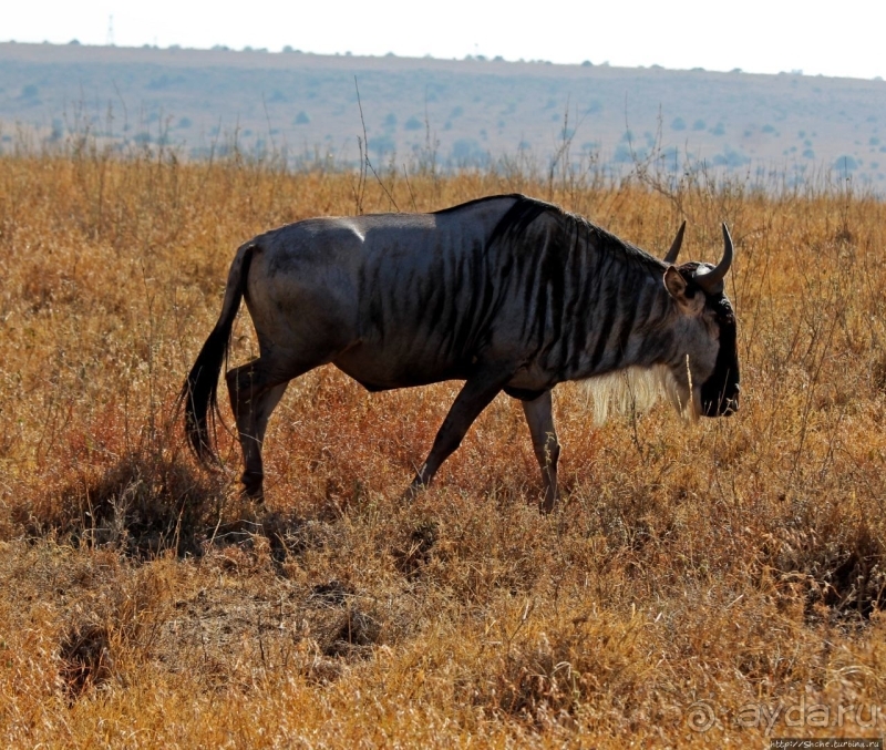 Жирафы на фоне небоскребов и уши львицы