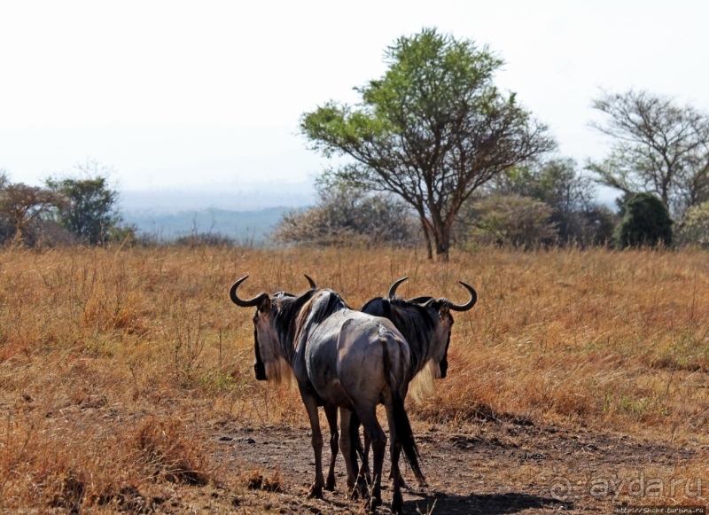 Жирафы на фоне небоскребов и уши львицы