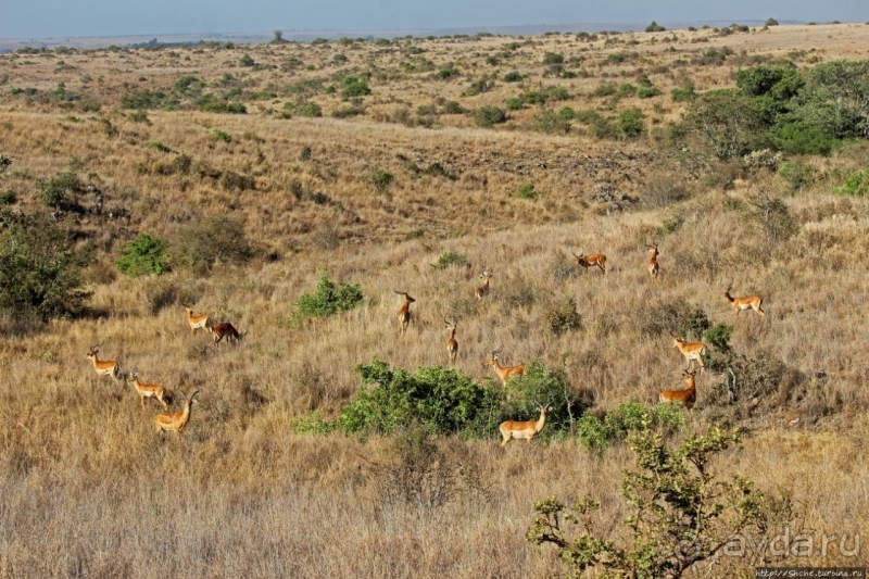 Жирафы на фоне небоскребов и уши львицы
