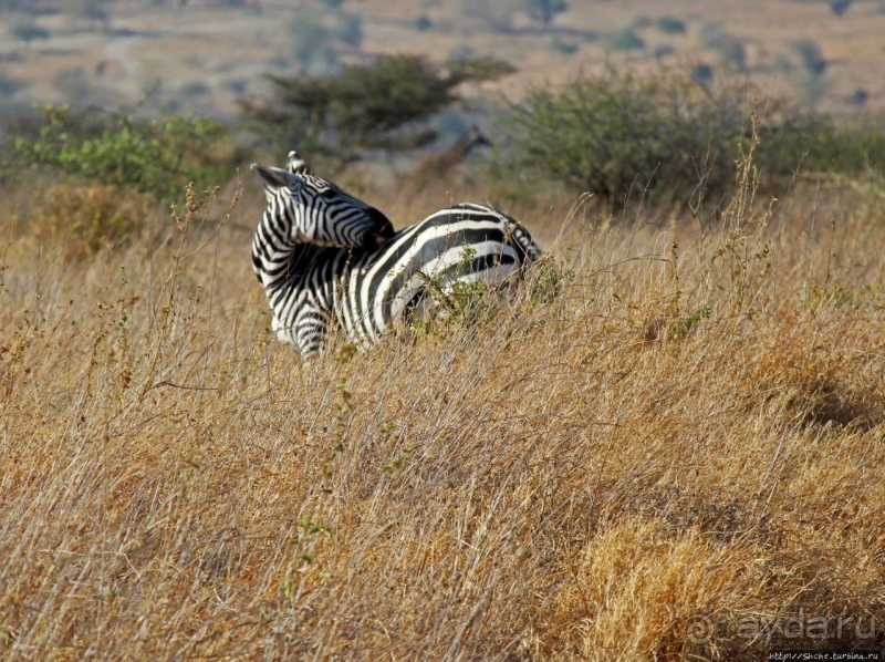 Жирафы на фоне небоскребов и уши львицы