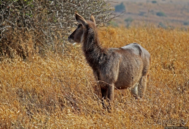 Жирафы на фоне небоскребов и уши львицы