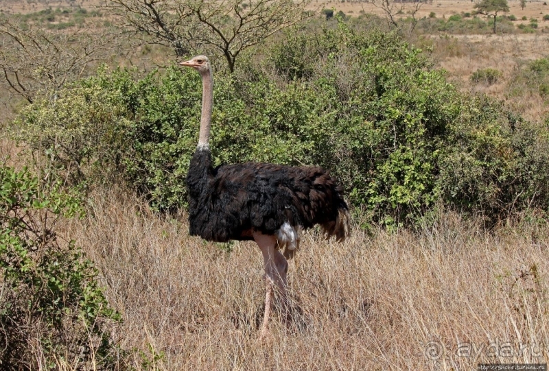 Жирафы на фоне небоскребов и уши львицы