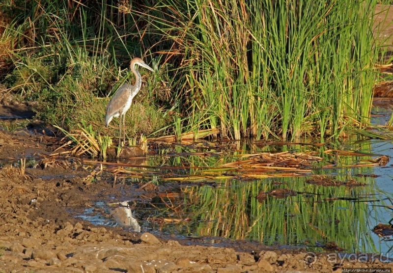 Жирафы на фоне небоскребов и уши львицы