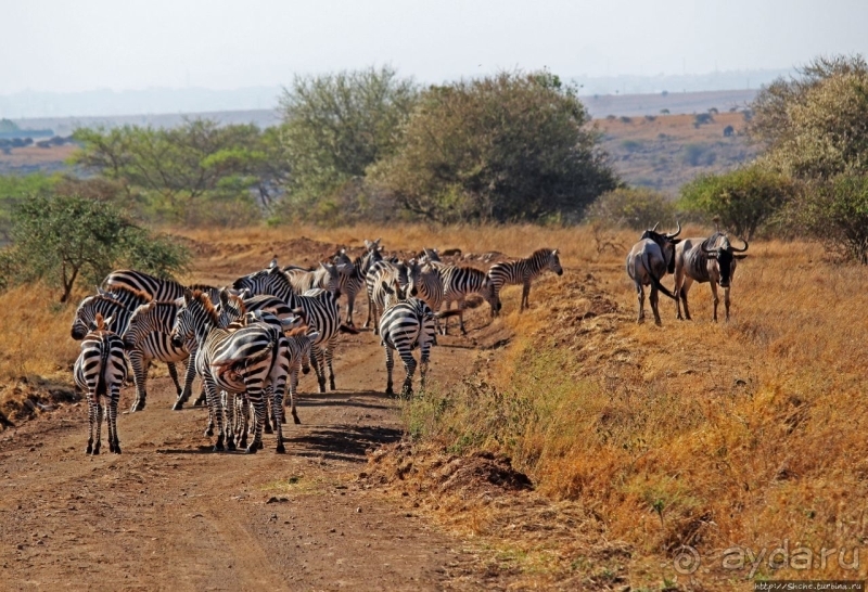Жирафы на фоне небоскребов и уши львицы