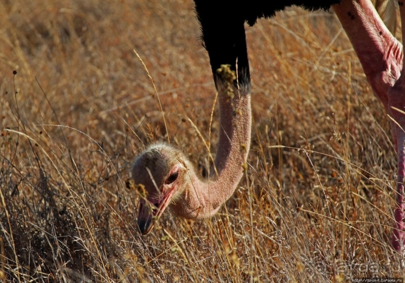 Жирафы на фоне небоскребов и уши львицы