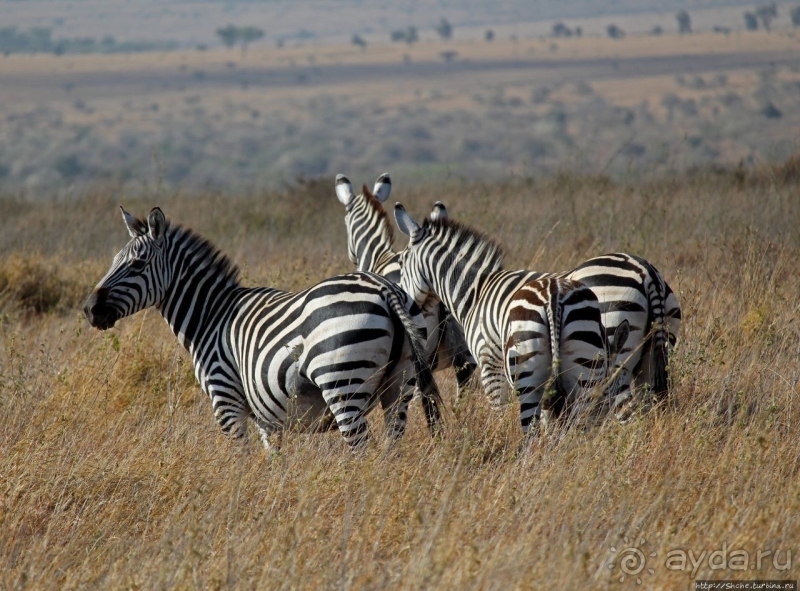 Жирафы на фоне небоскребов и уши львицы