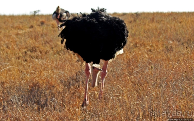 Жирафы на фоне небоскребов и уши львицы