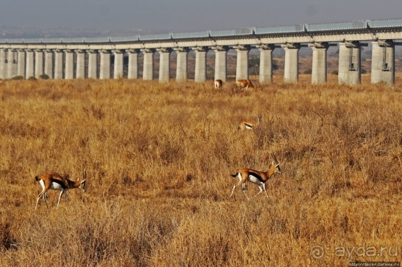 Жирафы на фоне небоскребов и уши львицы