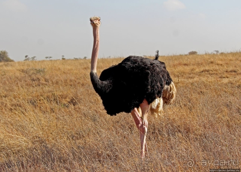Жирафы на фоне небоскребов и уши львицы