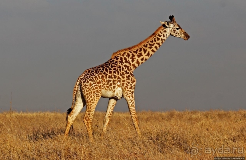 Жирафы на фоне небоскребов и уши львицы