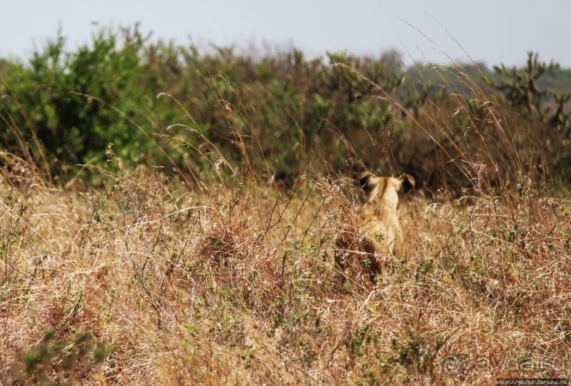 Жирафы на фоне небоскребов и уши львицы