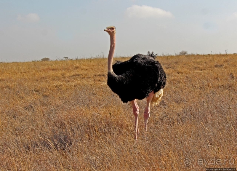 Жирафы на фоне небоскребов и уши львицы