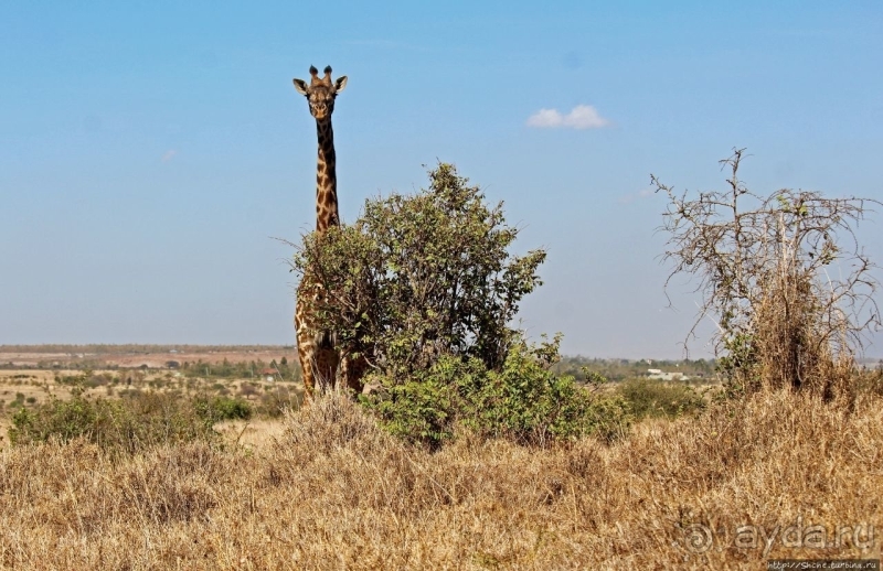 Жирафы на фоне небоскребов и уши львицы