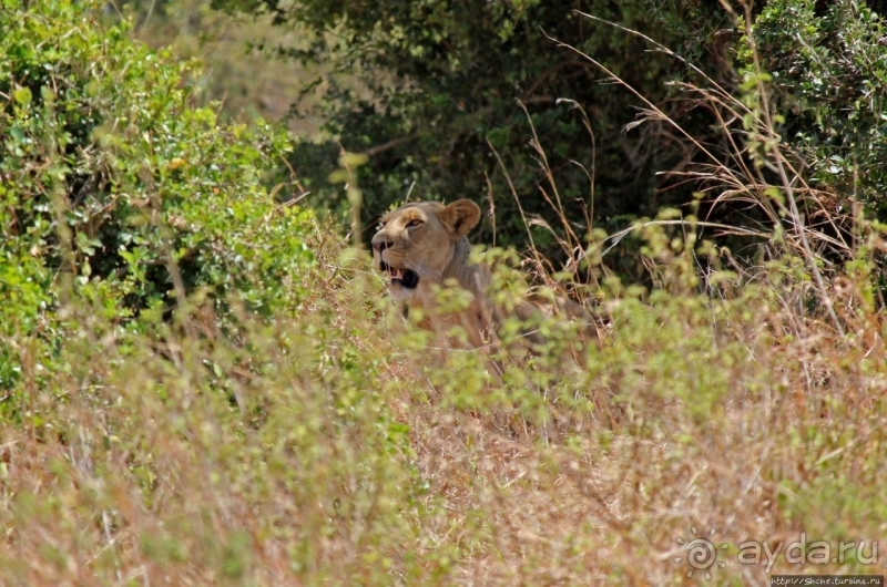 Жирафы на фоне небоскребов и уши львицы