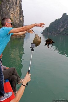 Счастливая судьба двух мечехвостов