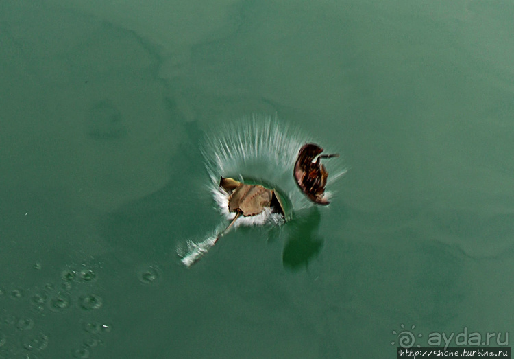 Счастливая судьба двух мечехвостов