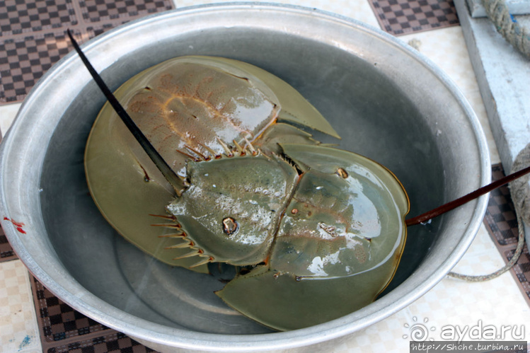 Счастливая судьба двух мечехвостов