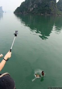 Счастливая судьба двух мечехвостов