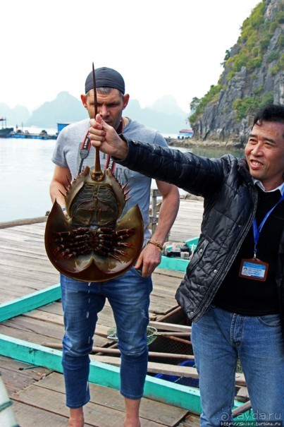 Счастливая судьба двух мечехвостов