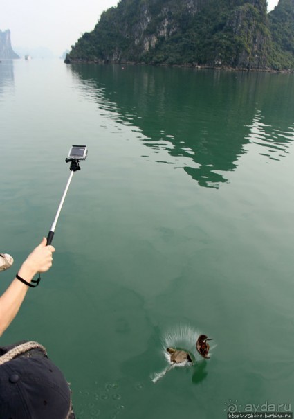 Счастливая судьба двух мечехвостов