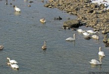 На берегах реки Соленой ( Salzach )