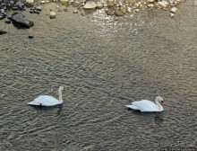 На берегах реки Соленой ( Salzach )