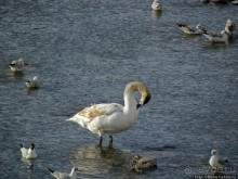 На берегах реки Соленой ( Salzach )
