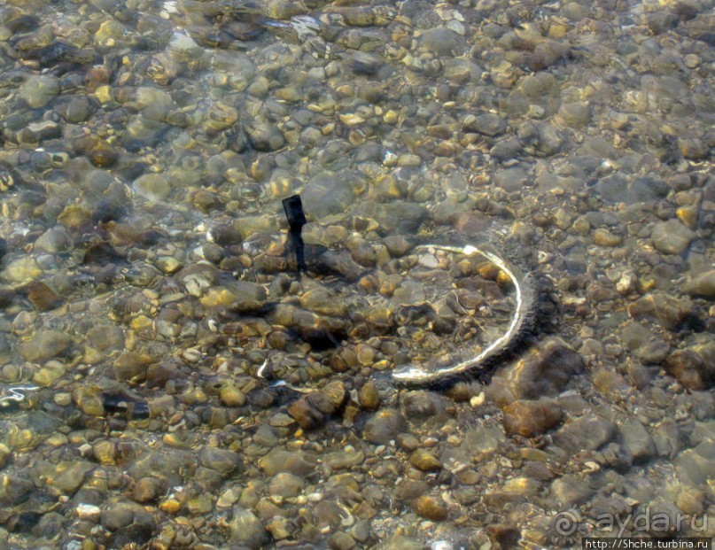 На берегах реки Соленой ( Salzach )