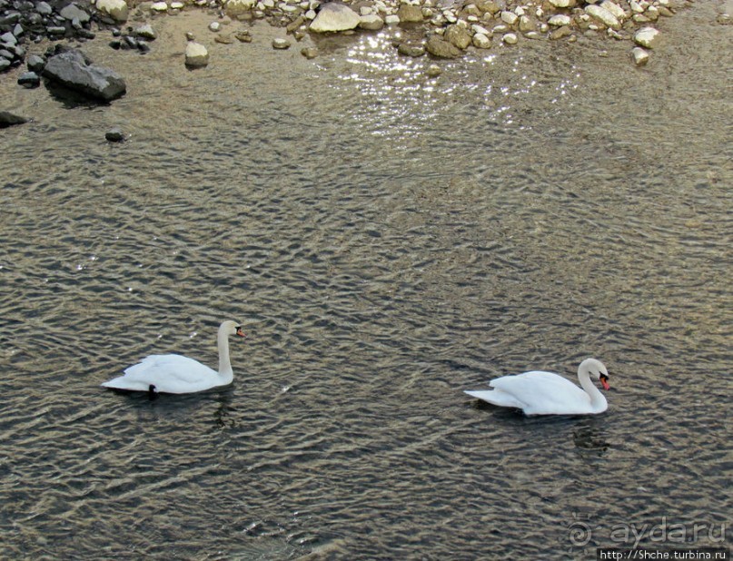 На берегах реки Соленой ( Salzach )