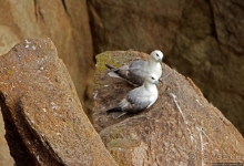 Конец земли... английской