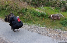 Конец земли... английской