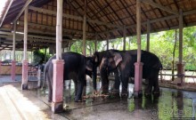 На денек из шумного Бангкока