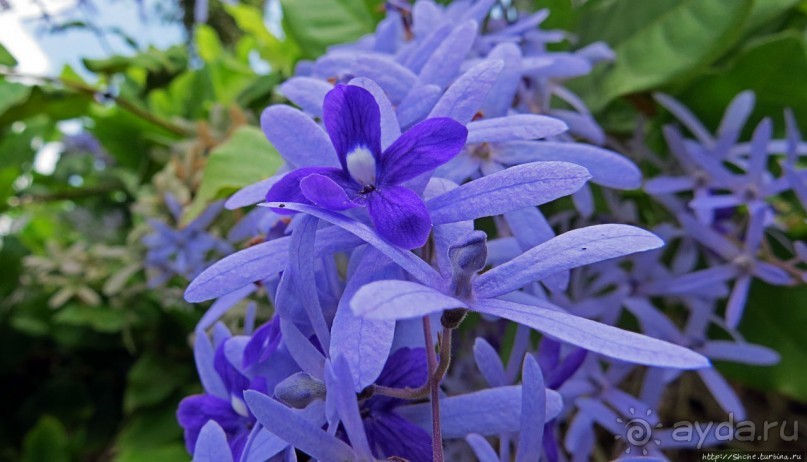 На денек из шумного Бангкока