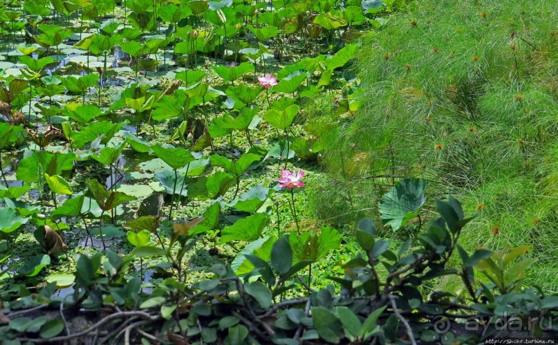 На денек из шумного Бангкока