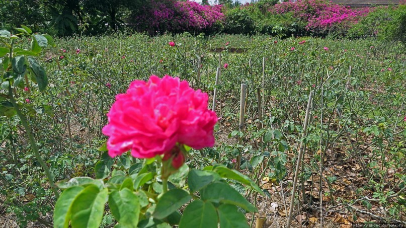 На денек из шумного Бангкока